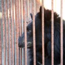 웅담농장 이미지