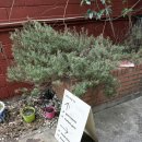 small but(스몰 벗) | [제주 시청/카페]라떼가 맛있는 빈티지 카페 ‘코스튼 커피’(ft. 스몰띵스벗 소품샵)