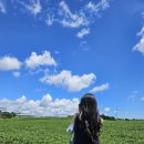 신창2 발전소 | 제주 서쪽 여행 코스 (뚜벅이 여행) | 오설록 신창풍차해안도로 카페 애월