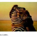 동물의 왕국 이미지