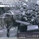 소달구지 - 거제시 | 소달구지