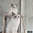 바비돌/픽시윙스캐터리 이미지