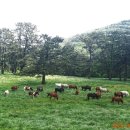 수자목장 이미지