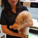 마루애견 이미지