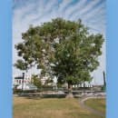 Tree of im 이미지