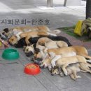 다시오개 이미지