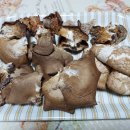 자연산 목이버섯 느타리버섯 (건재) 이미지