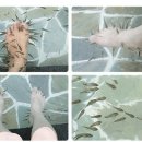 닥터피쉬