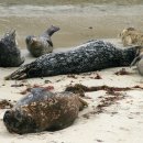 라호야(LA JOLLA) 이미지