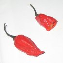 작은 고추가 맵다.. Chitepines(Wild Chiles) 이미지