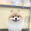 킴스펫살롱 이미지