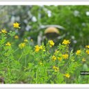 애기똥풀 이미지