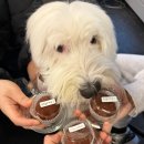 호순네집 | 동네 웃긴 강아지 친구들 소개하겠음