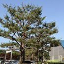 연뜨락 | 2일] 양평 소노벨 스위트 가든뷰 더블+싱글 취사 후기 / 신내천뷰 / 두물머리 연핫도그 순한맛 가격...