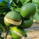 철이농장 이미지