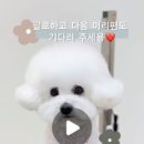 블루맘펫살롱 이미지