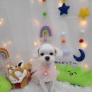 동그란 멍멍이 이미지