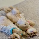 편안한쉼터 | [서울 귀여운 고양이 카페추천] 고양이사랑채 고양이사랑채, 편안한 쉼터