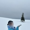 새하얀세상 | 삿포로 3월 비에이투어 인디고트래블 크리스마스트리, 준페이 식당 내돈내산 후기