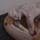 Dream like 이미지