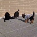 에스테르 독스 케어 하우스 이미지