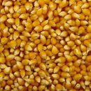 헤어팝콘 이미지