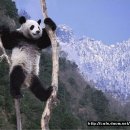 팬더 이미지