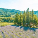 사라실 라벤더 단지 이미지