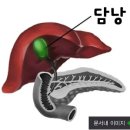 쓸개빠진 사람--- 담낭의 기능 [ 이미지