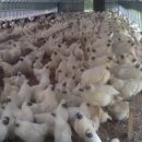 부성농장 이미지