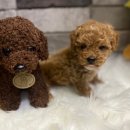 디오빌 애견미용 이미지