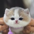 캣프렌즈 이미지