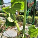 6.15 농장 이미지