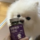 헬로펫 | 가성비좋은 다이소 강아지기관지영양제 추천 헬로마이펫후기