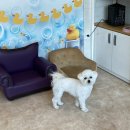 고산 도그맘펫 이미지