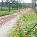 진교 메타세쿼이아길 이미지