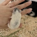 햄스터농장 이미지