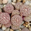 스테이너와 이미지