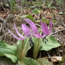 곰배령설피마을 이미지