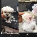 특별하개