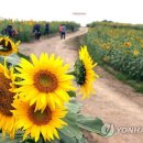 해바라기PC방 이미지