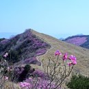 바람꽃건강 이미지