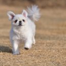 지니하니 이미지