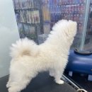 펫마트 강아지 논산점 네이버블로그