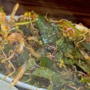 풍년숯불구이 이미지