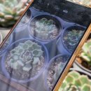 송전농장 이미지