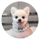 제이 애견 미용 이미지