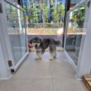 보들하이 이미지