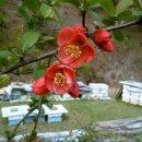 벌통과 명자나무 꽃 이미지