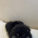 부산애견 이미지